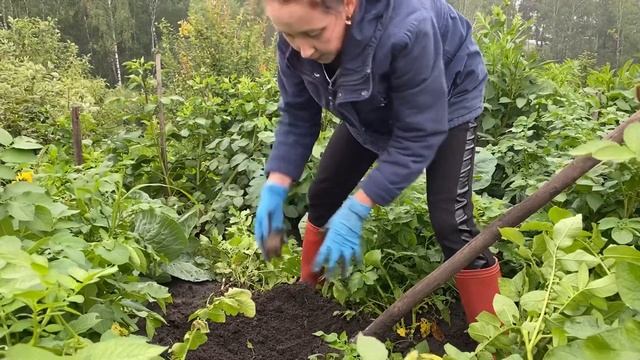 Сорт картофеля «Гала» смотреть онлайн