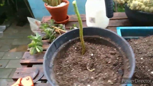 Será Oídio ? ..na minha Echeveria Melaco...Problemas e Soluções.. смотреть онлайн