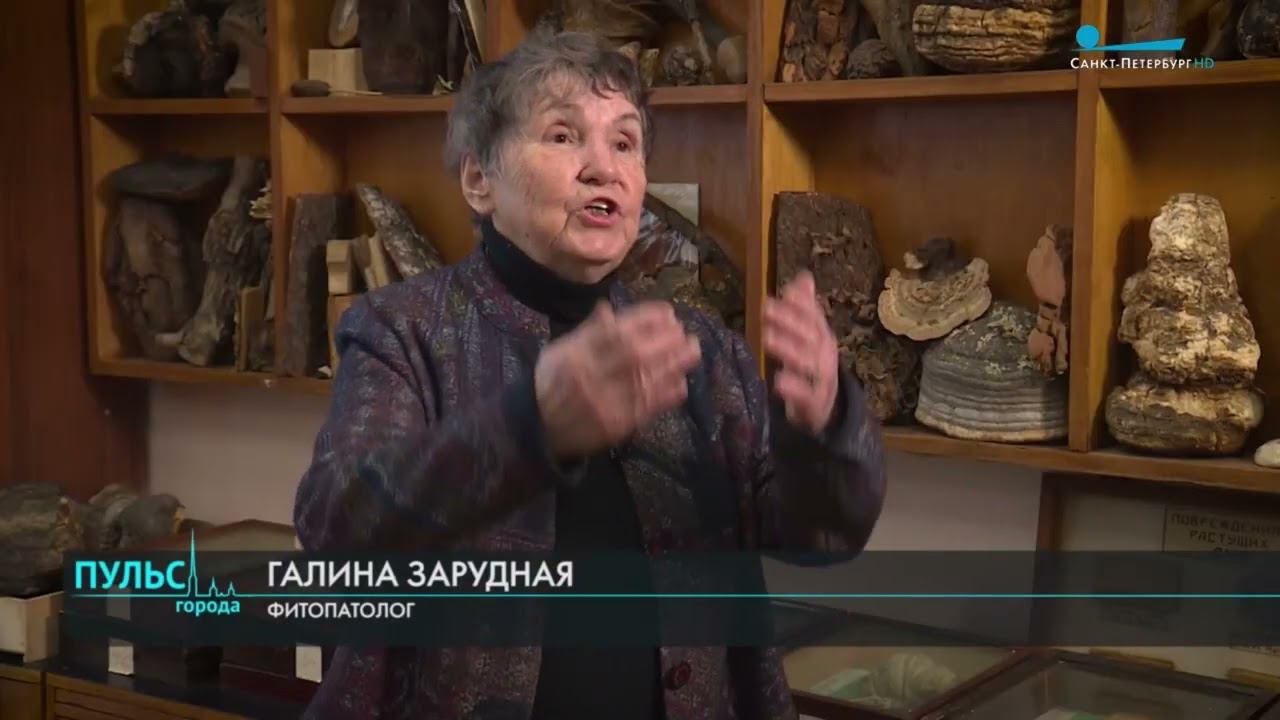 Деревья Петербурга. Почему одни спасают, другие — вырубают? Репортаж ТВ вместе со специалистами ЛТУ смотреть онлайн