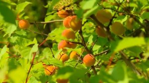 Челябинские абрикосы уральской селекции