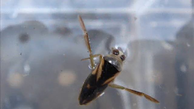 Biotope Full Version смотреть онлайн