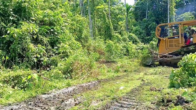 Transforming Areca Tree Farms by Building Roads Using a Bulldozer || D6R XL Bulldozer смотреть онлайн