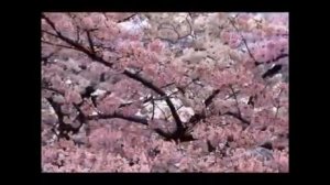 Шум чтоб печали ушли , а деньги пришли ! Шум Андрея Дуйко