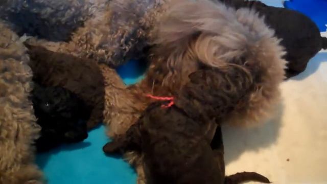 Sass and Mango co-parent Nala's puppies to give her down-time смотреть онлайн