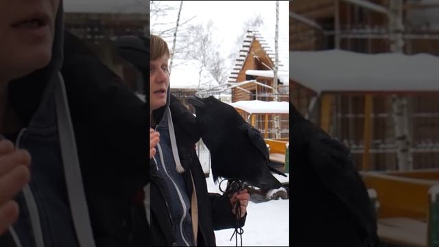 Как говорит Карлуша! Говорящий ворон звезда интернета смотреть онлайн