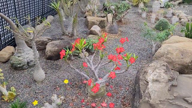 陽明園 珍稀植物園(塊根,龍舌蘭 展示區), Yang Ming Nursery (Caudex,Agave) смотреть онлайн