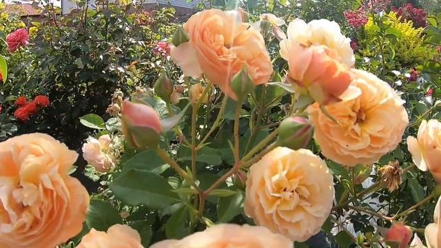 Съедобные розы. Natalija Frayla (Наталия Фрайла) смотреть онлайн