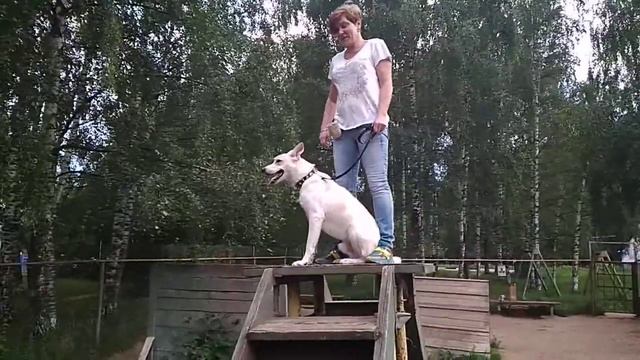 Дрессировка собак -двортерьер Дик 3 года .Первое занятие после приюта .Дрессировщик Татьяна смотреть онлайн