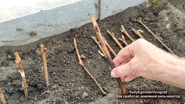 ? 100% СУПЕР результат в простом земляном КИЛЬЧЕВАТОРЕ черенков винограда. Сажаю черенки в школку.. смотреть онлайн
