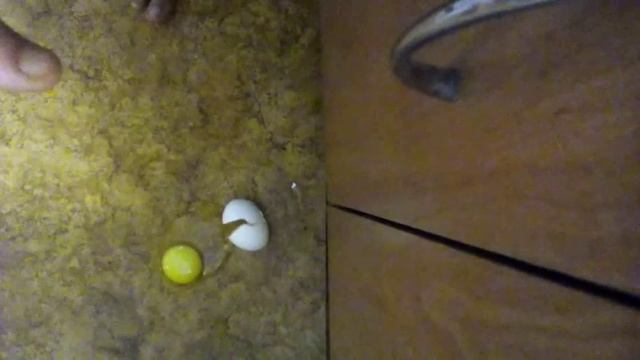 Новая рубрика!!!Видео наоборот. Как мы розбиваем яйцо смотреть онлайн