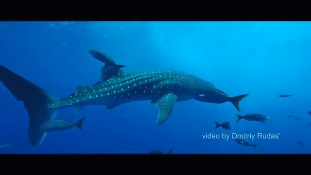 «Как подводная лодка»: приморец показал видео с огромной акулой в море смотреть онлайн