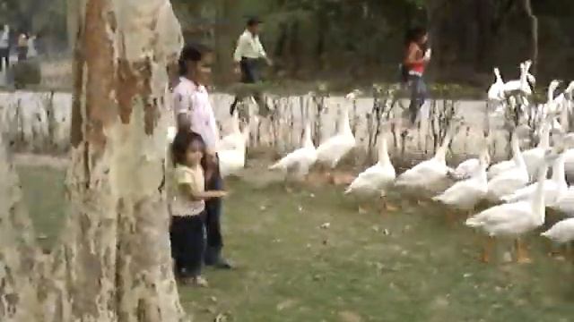 Chat Bir Zoo - Kids Frolicking with Ducks смотреть онлайн