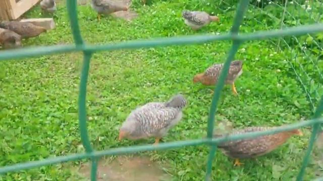 Мои Билефельдеры 2 . смотреть онлайн