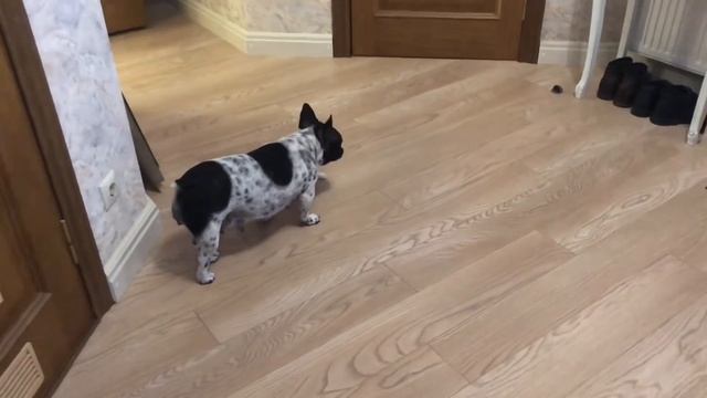 Французский бульдог Спиридон... первые шаги по дому ? смотреть онлайн