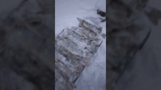 НАБЕГАЛИСЬ ОТ ДУШИ! НАЖИВКА КИЛЬКА МОРОЖЕННАЯ !! смотреть онлайн