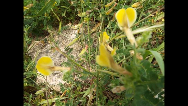 Identifying wild flowers series Part 5: Winged pea, Birdsfoot, Asparagus Pea Wild flowers in Cypru смотреть онлайн