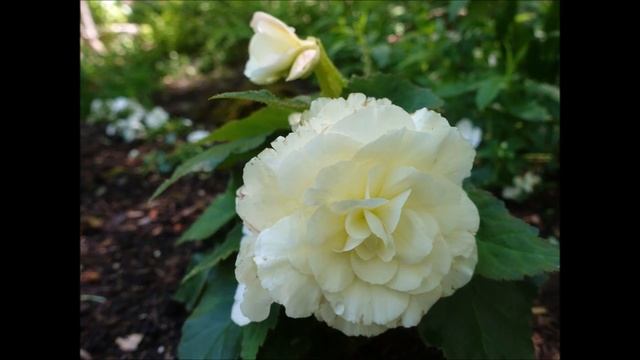 2021 Mount Shasta area mini-vacation смотреть онлайн