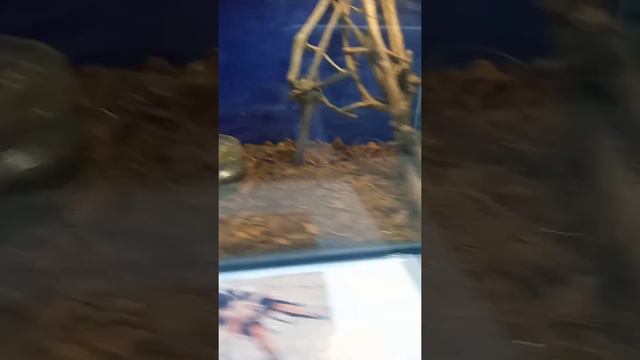 Аквариум ЧМЗ Челябинск смотреть онлайн