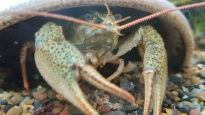 Биология 7 класс. Членистоногие. Ракообразные. Речной рак ест червей.