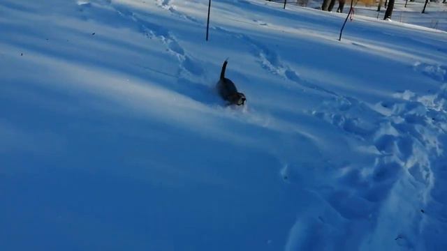 Лео в снегу. Зима удалась. смотреть онлайн