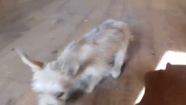 Щенок Чихуахуа