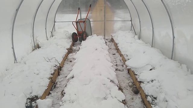 Как зимует земляника садовая (Клубника) в теплице // Ягодная Империя Анастасии смотреть онлайн