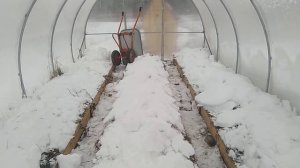 Как зимует земляника садовая (Клубника) в теплице // Ягодная Империя Анастасии