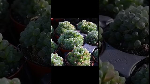 Haworthia Cooperi ? смотреть онлайн