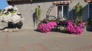 ОБЗОР СОРТОВ ПЕТУНИИ.