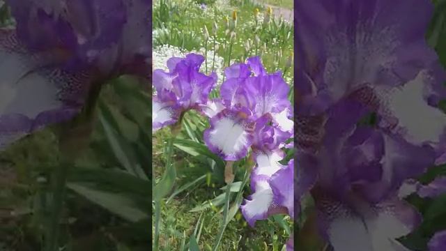 LILAC IRISES ? ЛИЛОВЫЕ ИРИСЫ ? #shorts #flowers #iris #цветы #ирисы смотреть онлайн