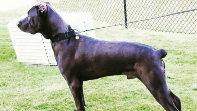 The Canis Panther - A Cross Of Doberman And Amstaff