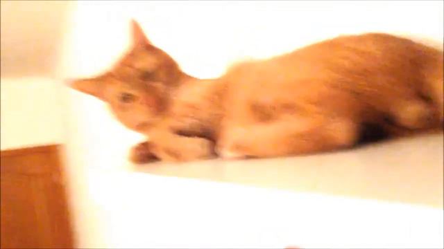 Кот хулиган