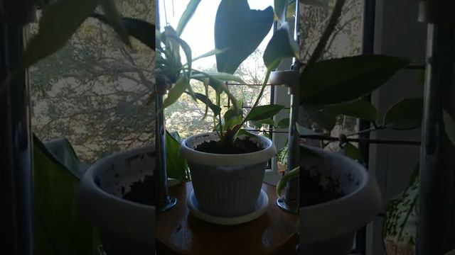 Цветы 29.08.18 г. смотреть онлайн