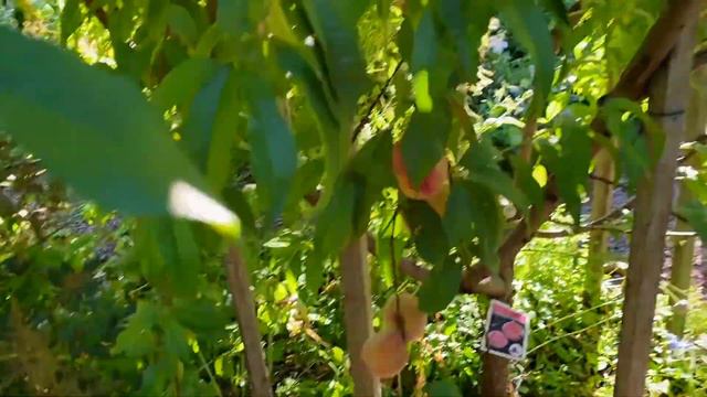 Grow Your Own ! Food Forest Microclimate Peaches & Preservation смотреть онлайн