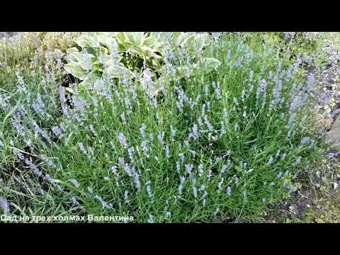 Мой опыт черенкования лаванды (для южных регионов) смотреть онлайн