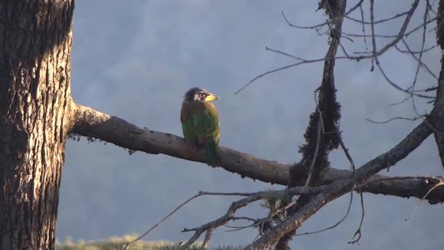 Dhanaulti, Mussorie And A Climb Upto Surkhanda Devi To View The Himalayan Peaks