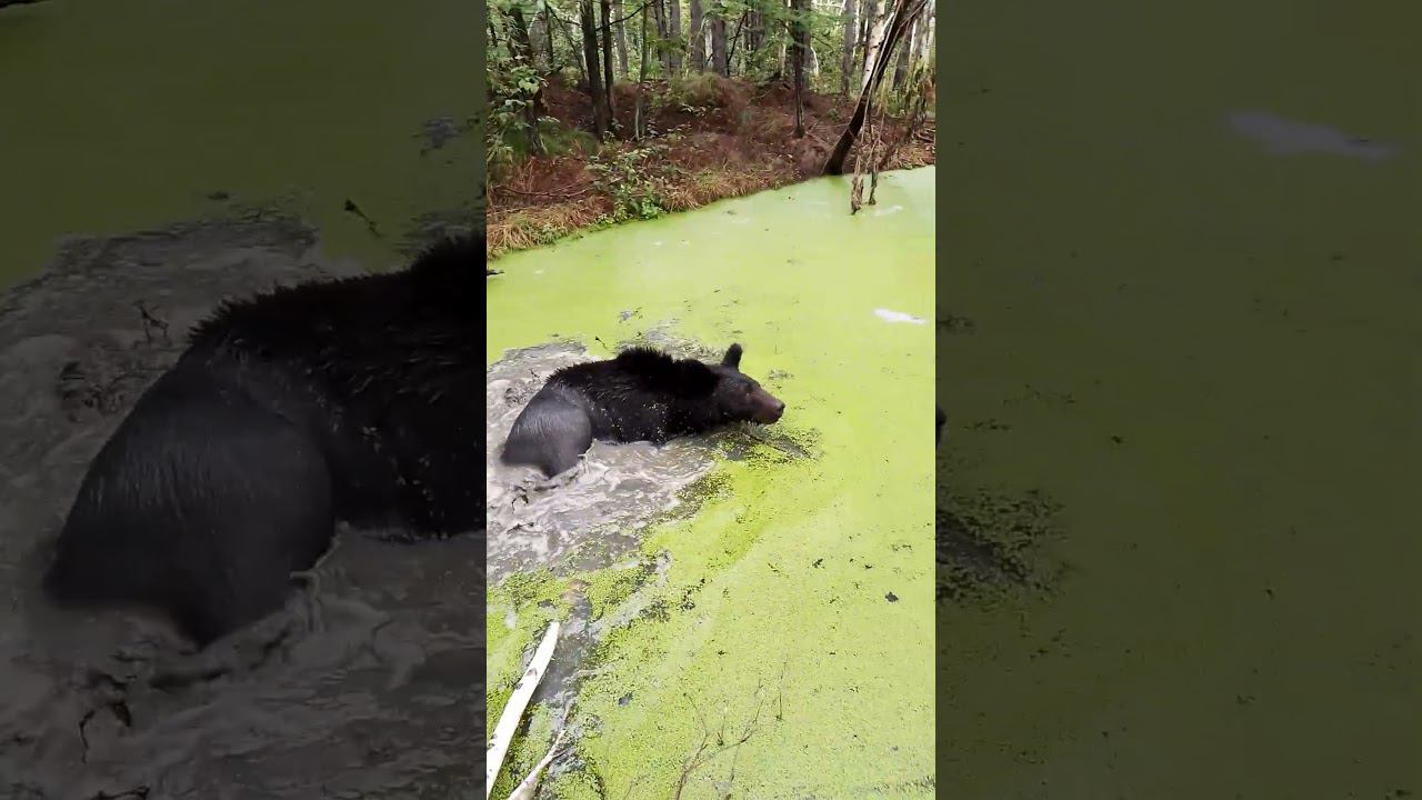 Какая красота. #медведь #bear смотреть онлайн