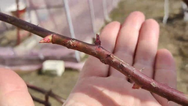 Подвязываем плетистые розы по-разному | Подвязываем плетистые розы 3+1 способами смотреть онлайн