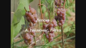 Лепсна -сорт винограда
