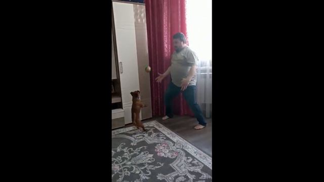 Арчи, сыграем в футбол ? Да легко ! Самая семейная собака.