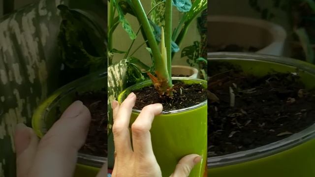 Лонгилоба на фитильном поливе. смотреть онлайн