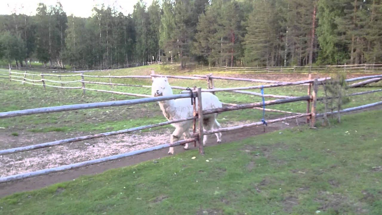 Зоопарк смотреть онлайн