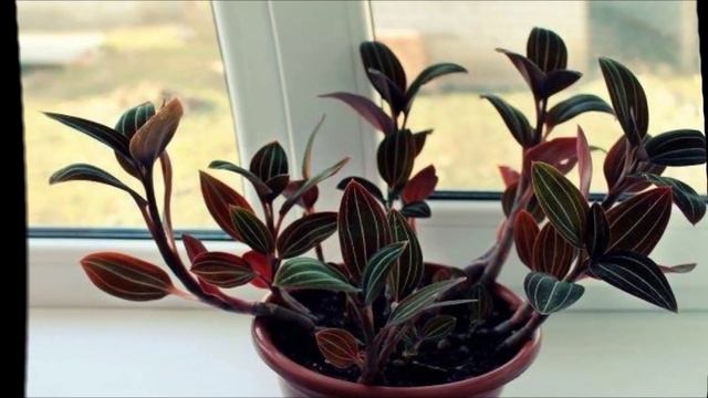 Лудизия уход смотреть онлайн