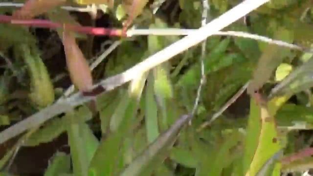 Эпидендрум. Как растет орхидея в природе, у нас во дворе. Часть 1 смотреть онлайн