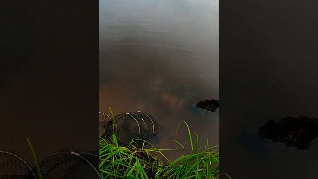 Язь и Окунь на спиннинг! Рыбалка на реке Конда! #shorts смотреть онлайн