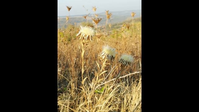 Ho`oponopono Mantra смотреть онлайн