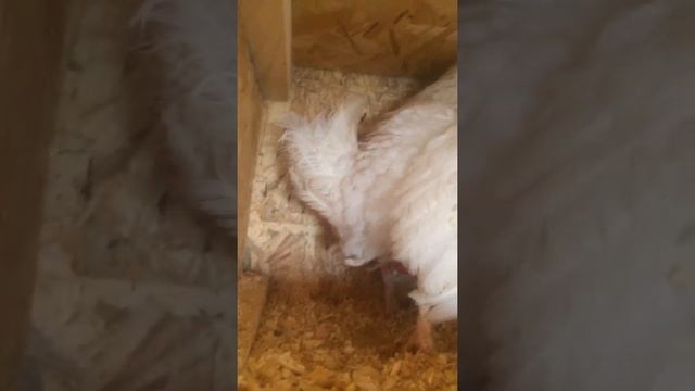 Как курица несёт яйца смотреть онлайн