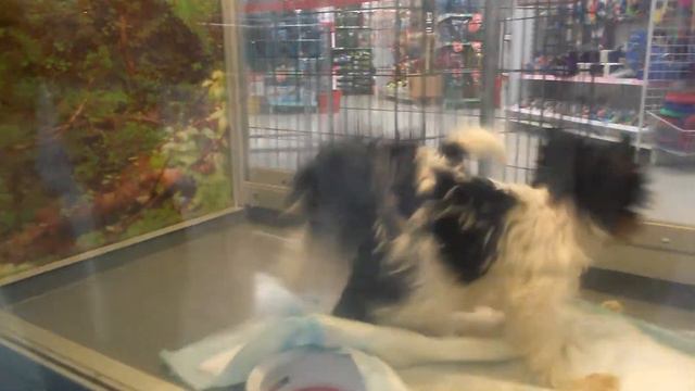 Бивер Йорки смотреть онлайн