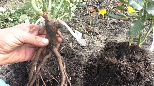 Уход за розами.Посадка саженцев роз осенью Подробно о корневой системе смотреть онлайн