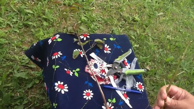 окулировка плодовых деревьев (часть 1)